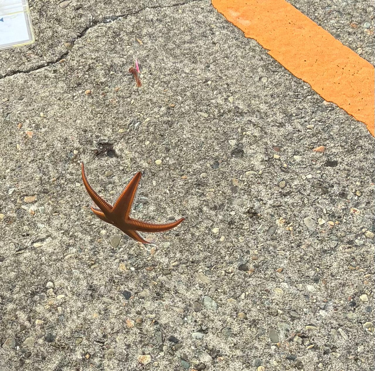 イシダイ