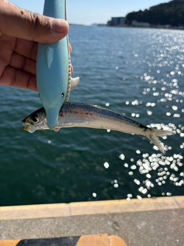 イワシの釣果