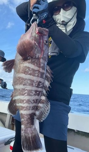 マハタの釣果