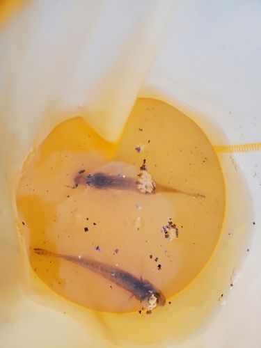 ハゼの釣果