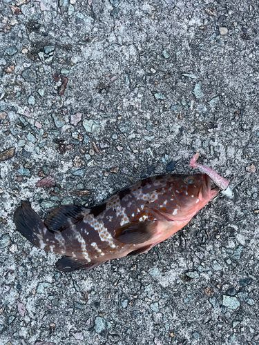 キジハタの釣果
