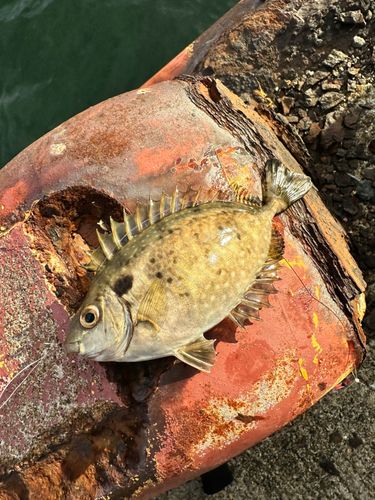 アイゴの釣果