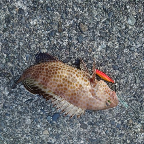 オオモンハタの釣果