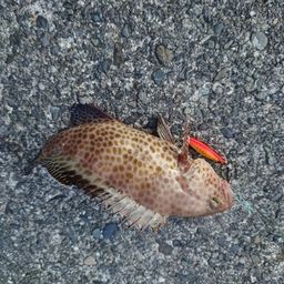 オオモンハタ