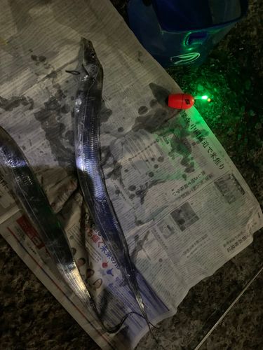 タチウオの釣果