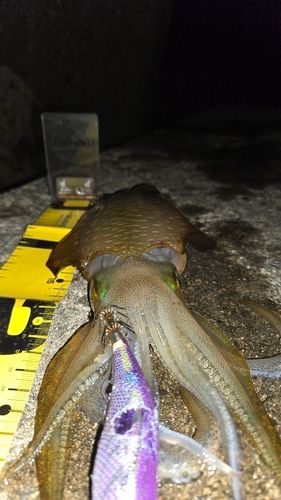 アオリイカの釣果