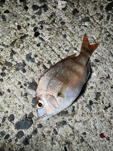 マダイの釣果