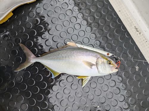 ネリゴの釣果