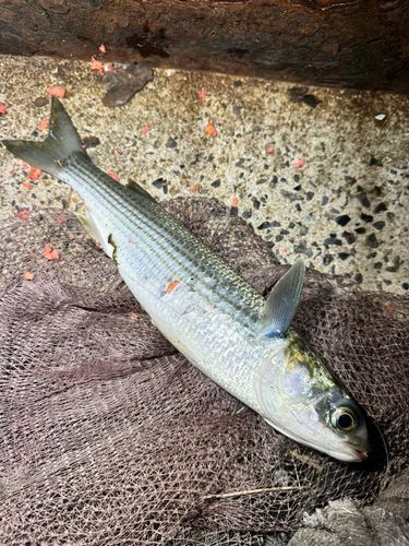 ボラの釣果