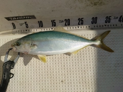 コゾクラの釣果