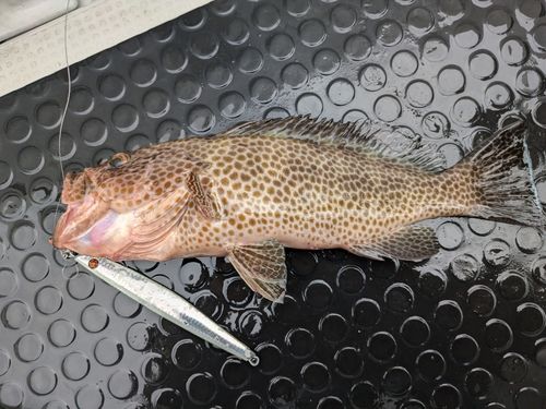 オオモンハタの釣果