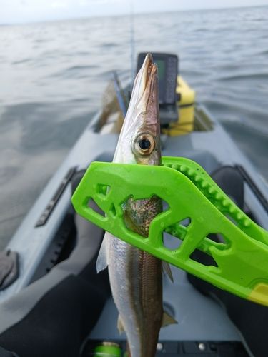 カマスの釣果