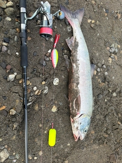 アキアジの釣果