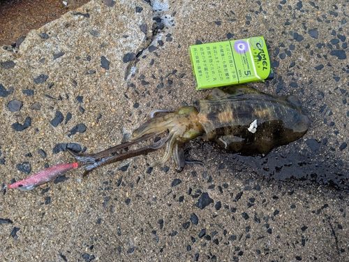 アオリイカの釣果