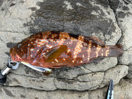 キジハタの釣果