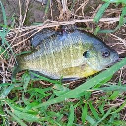 ブルーギル