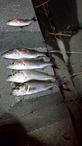 シーバスの釣果