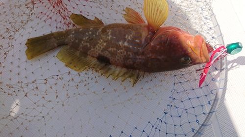 キジハタの釣果