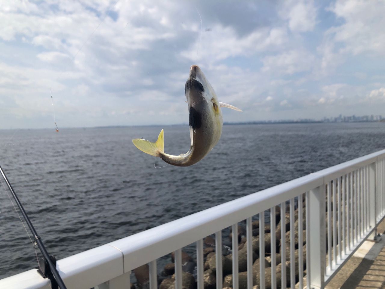 サヨリ