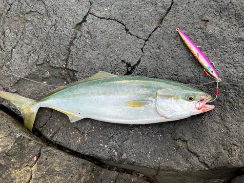 ヤズの釣果