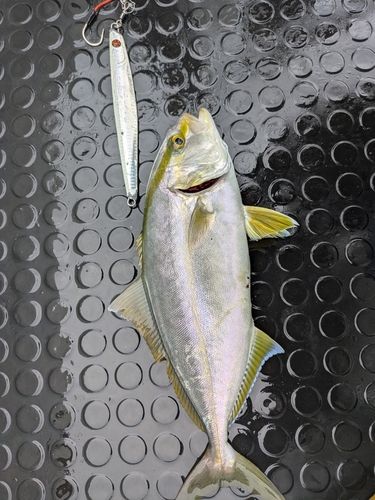 ネリゴの釣果
