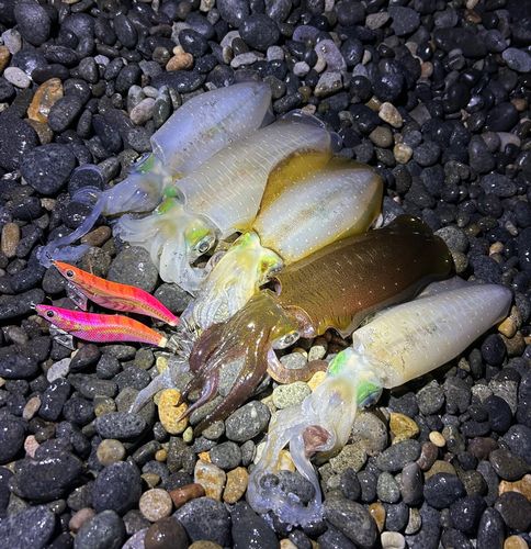 アオリイカの釣果
