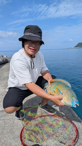 ヒブダイの釣果