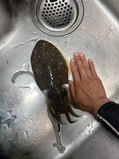 コウイカの釣果