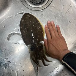 コウイカ