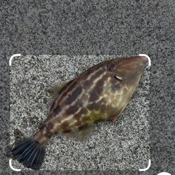ウマヅラハギ