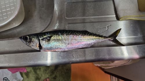 サバの釣果