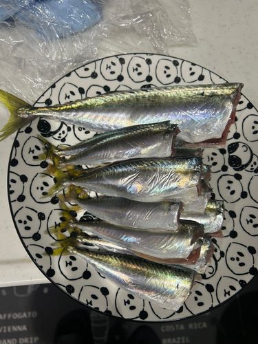 サバの釣果