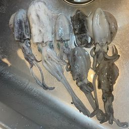 アオリイカ