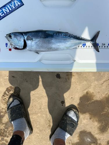 館山湾