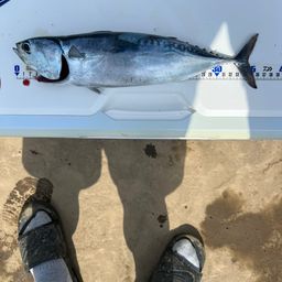 ソウダガツオ