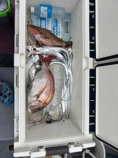 マダイの釣果