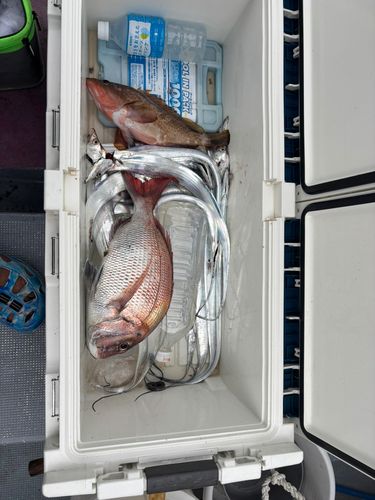 マダイの釣果
