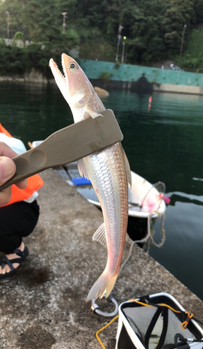 カマスの釣果