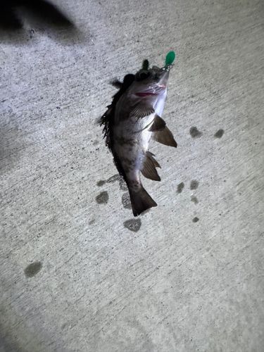 メバルの釣果