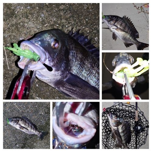 チヌの釣果