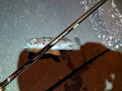 クロソイの釣果