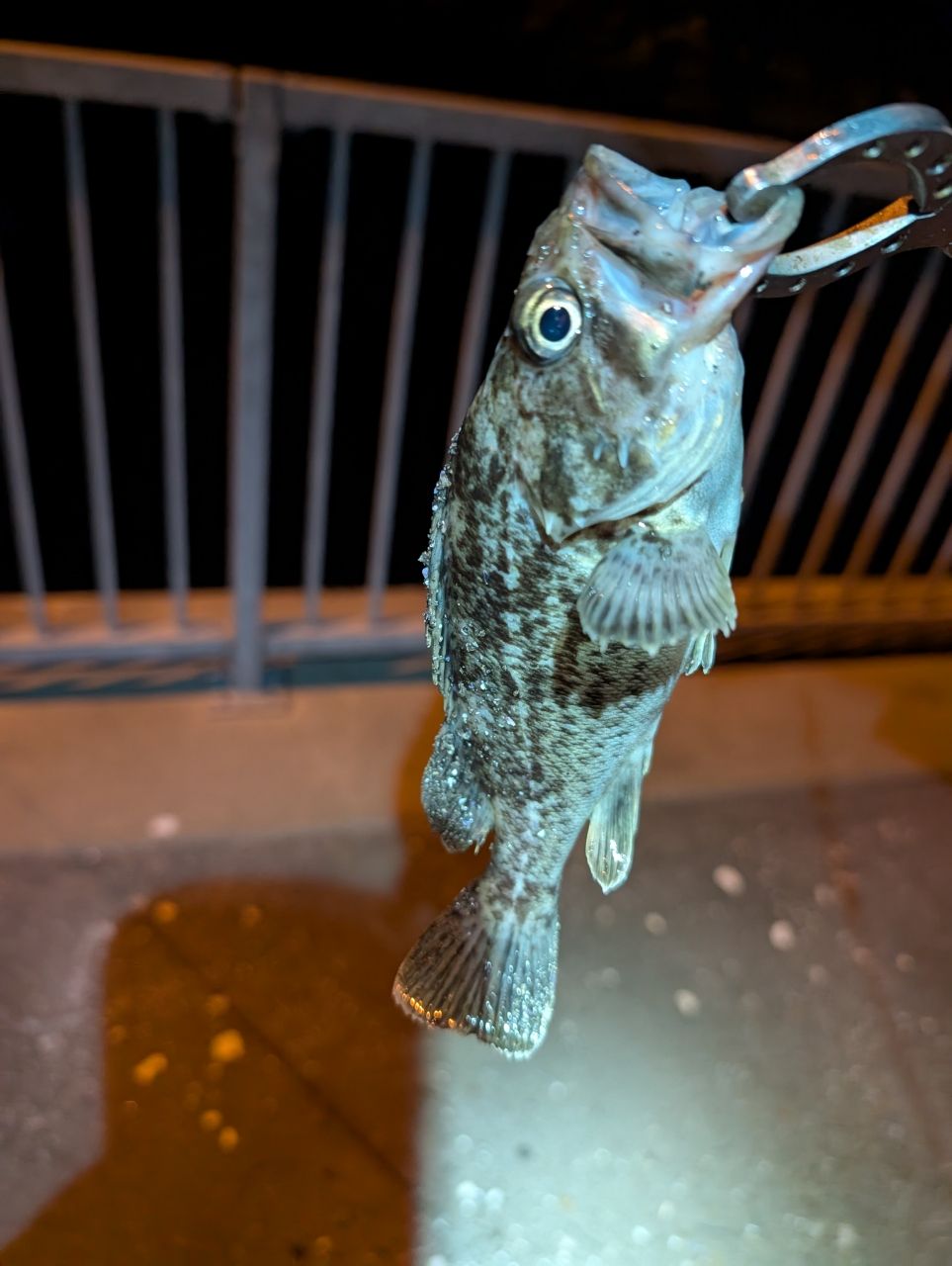 クロソイ
