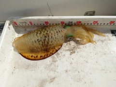 アオリイカの釣果