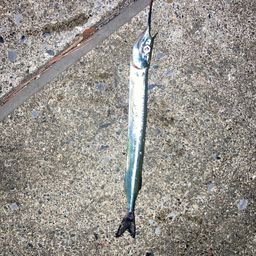 アジ