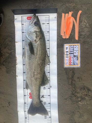 シーバスの釣果