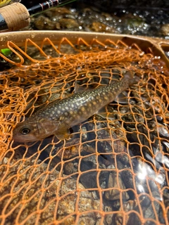 イワナの釣果