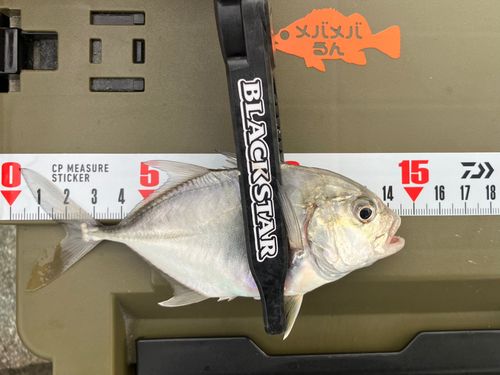 メッキの釣果