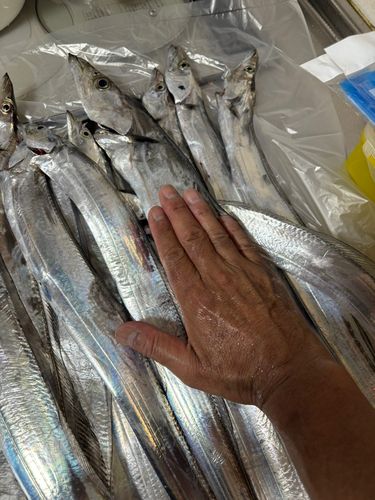 タチウオの釣果