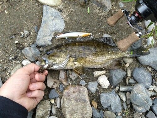 スモールマウスバスの釣果
