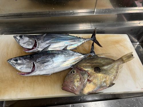 カツオの釣果